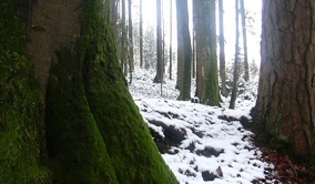 Mossy Tree (right screen)